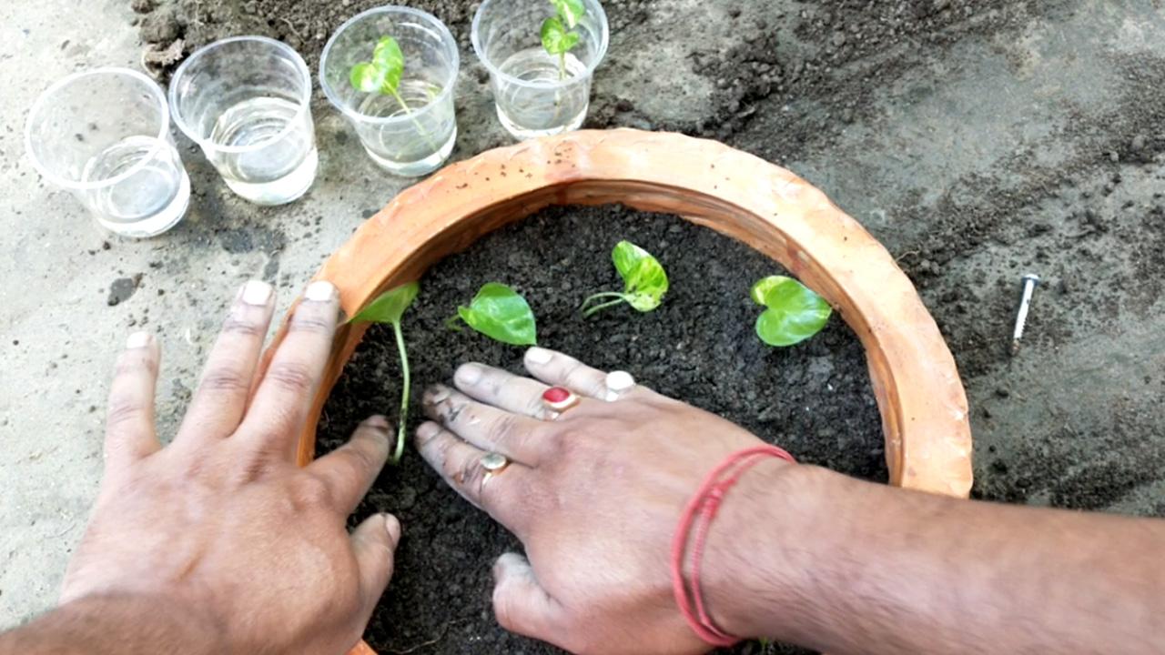 planting-pothos0b.jpg