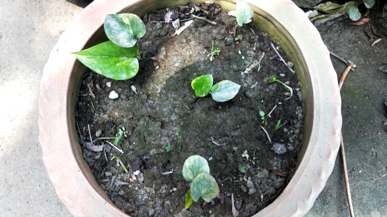 planting-pothos3.jpg