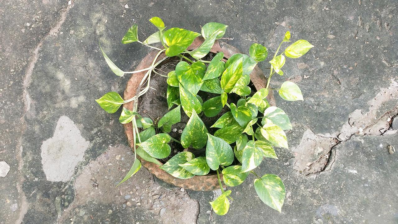 planting-pothos8.jpg