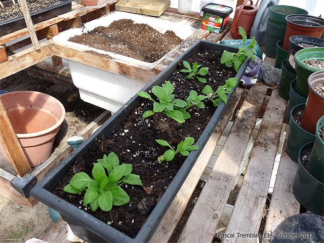 plating-in-planter-box.jpg