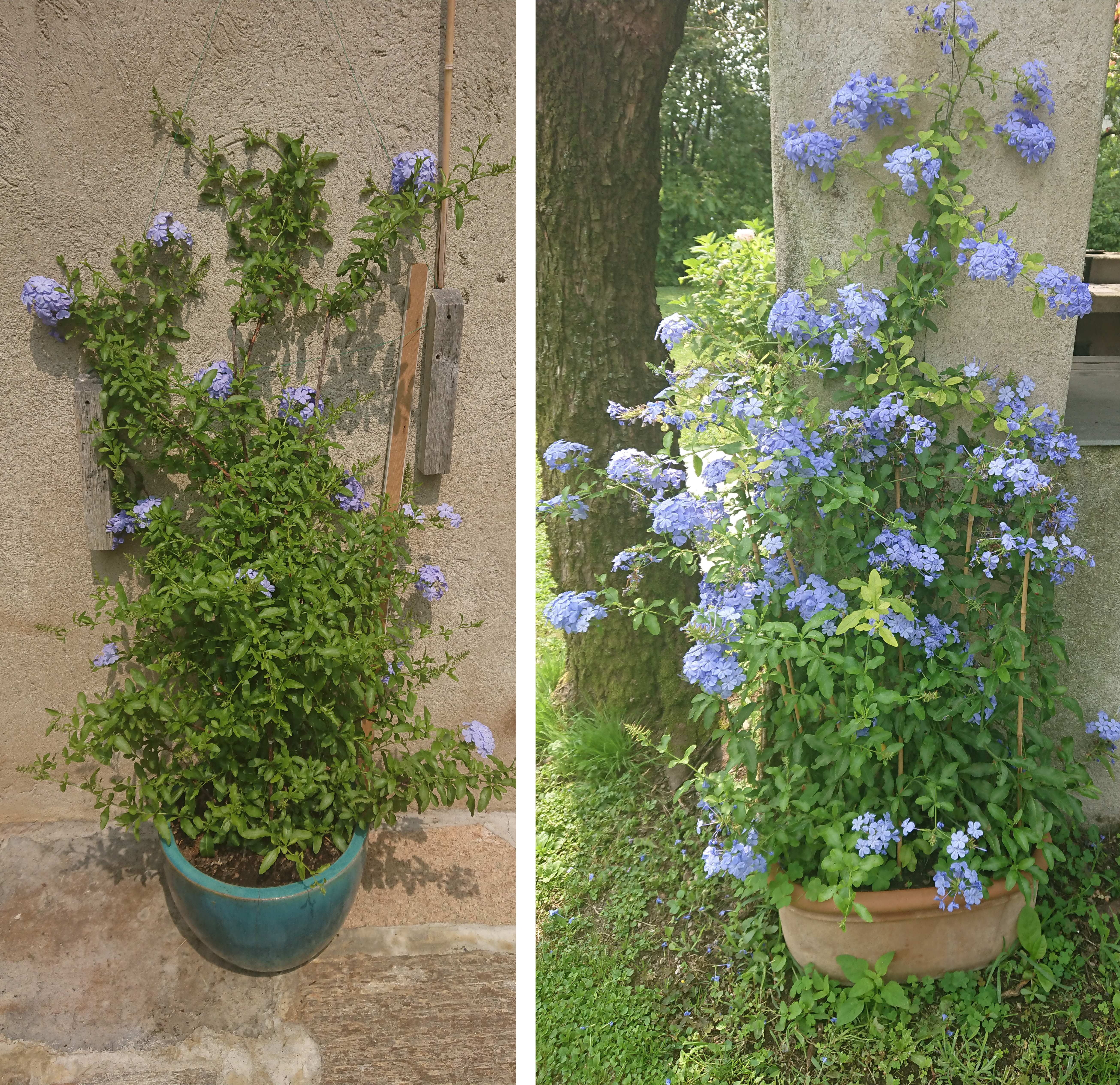 plumbago.JPG