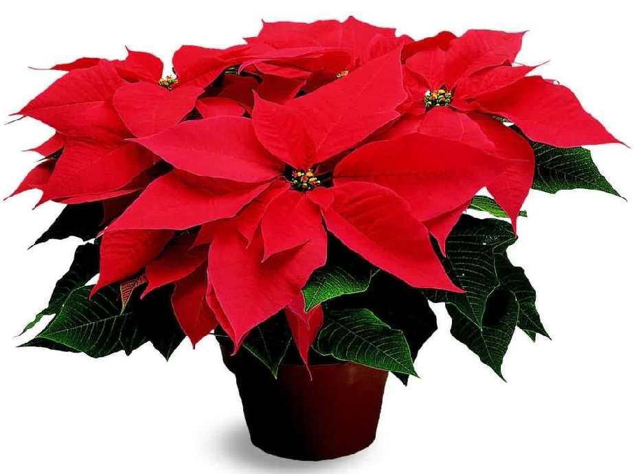 poinsettia.jpg