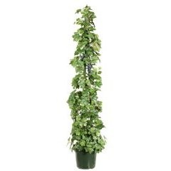 pole plant.jpg