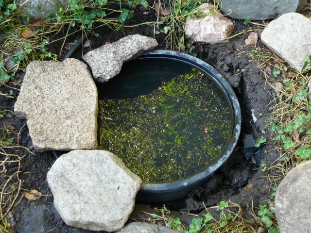 pond1.jpg