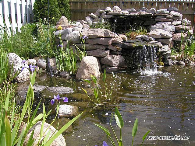 pond_water_garden.jpg