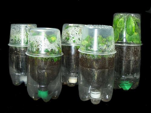 pop-bottle-greenhouse-41359761291.jpeg