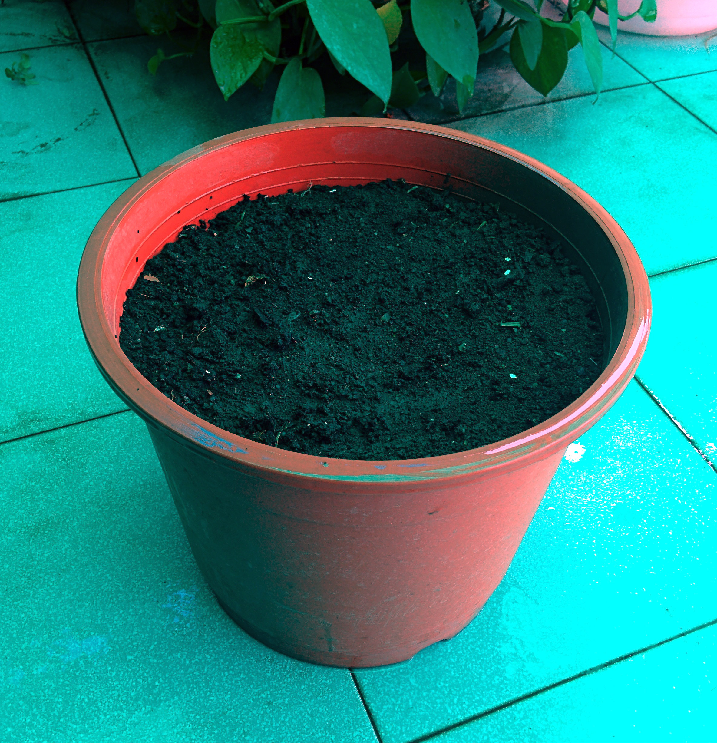 pot1.jpg