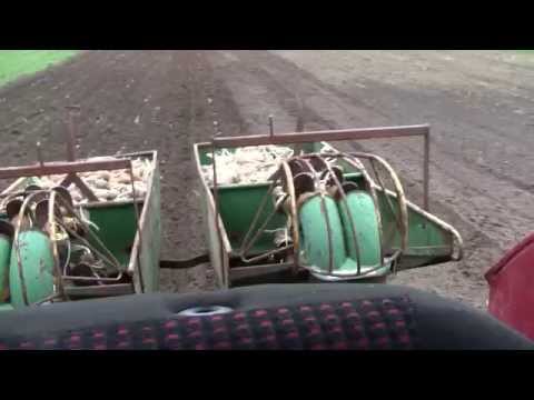 potato planting