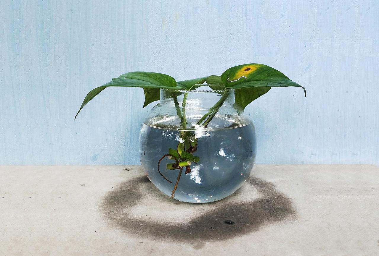 pothos-cutting-in-bowl.jpg