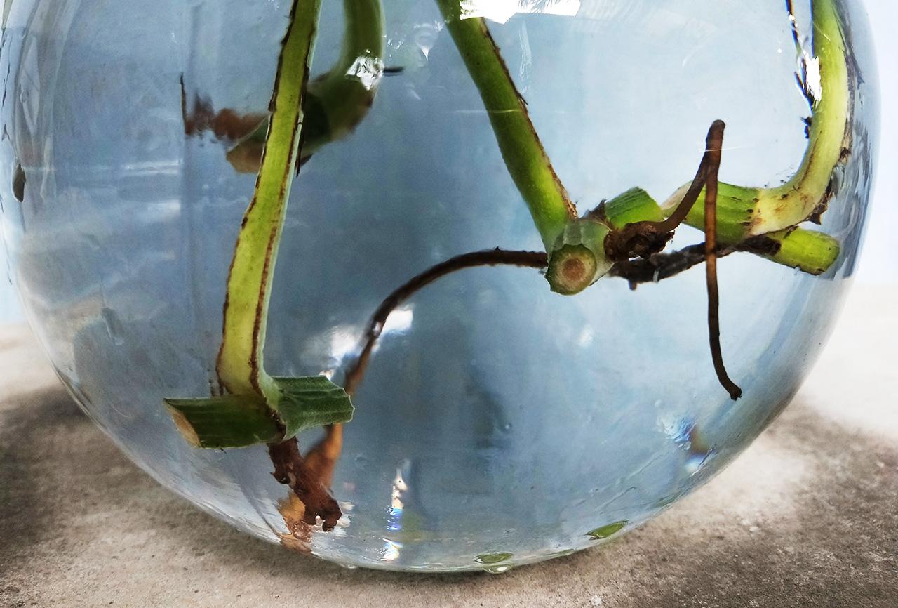 pothos-cutting-in-water.jpg