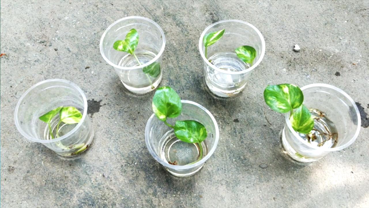 pothos-grow-shoot7.jpg