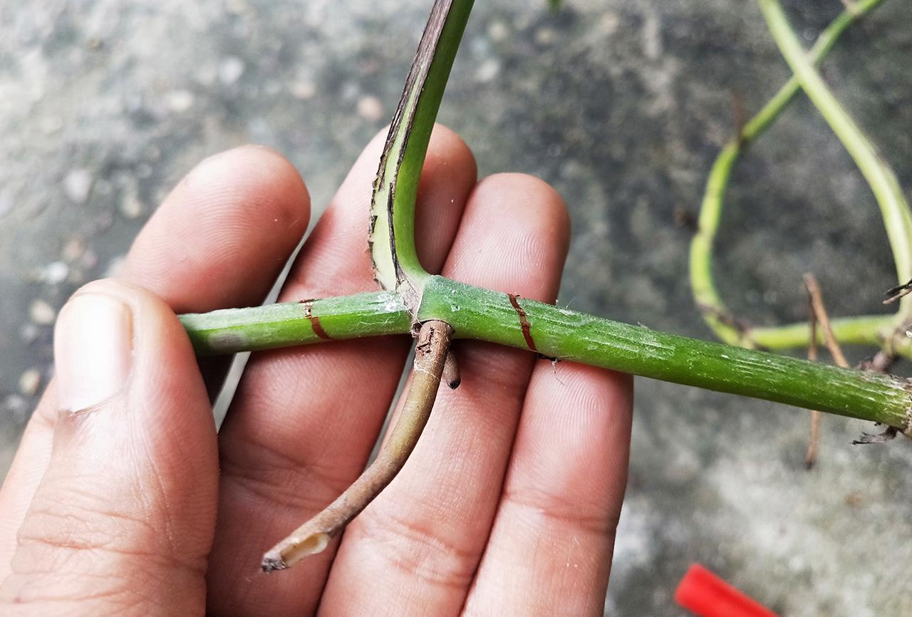 pothos-node.jpg