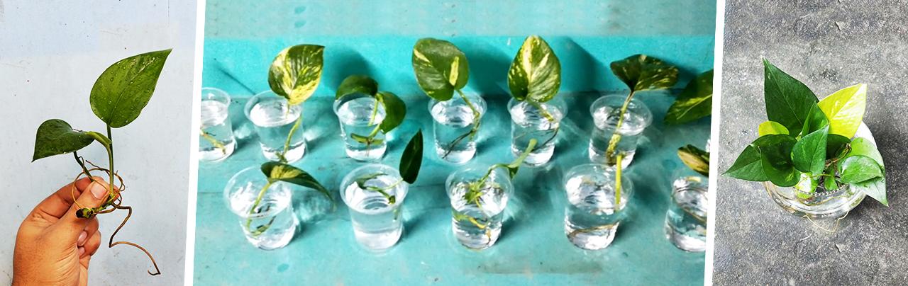 pothos-propagate.jpg