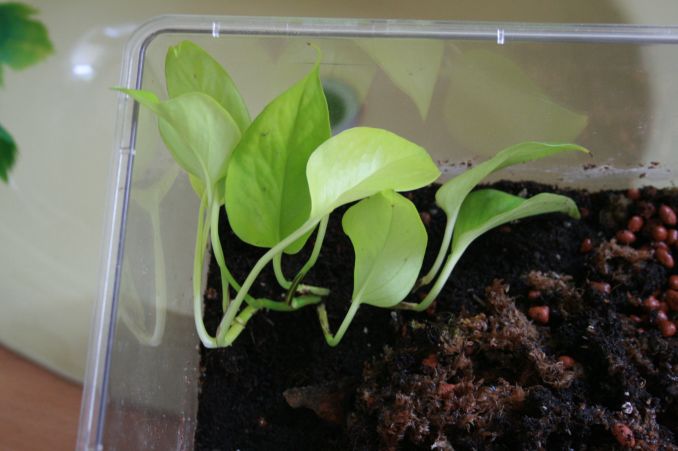 pothos.jpg