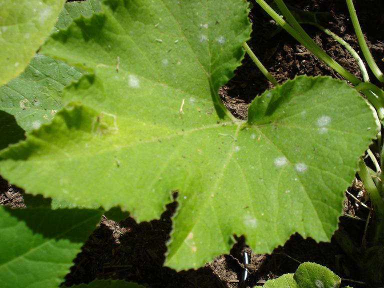 powdery mildew.JPG