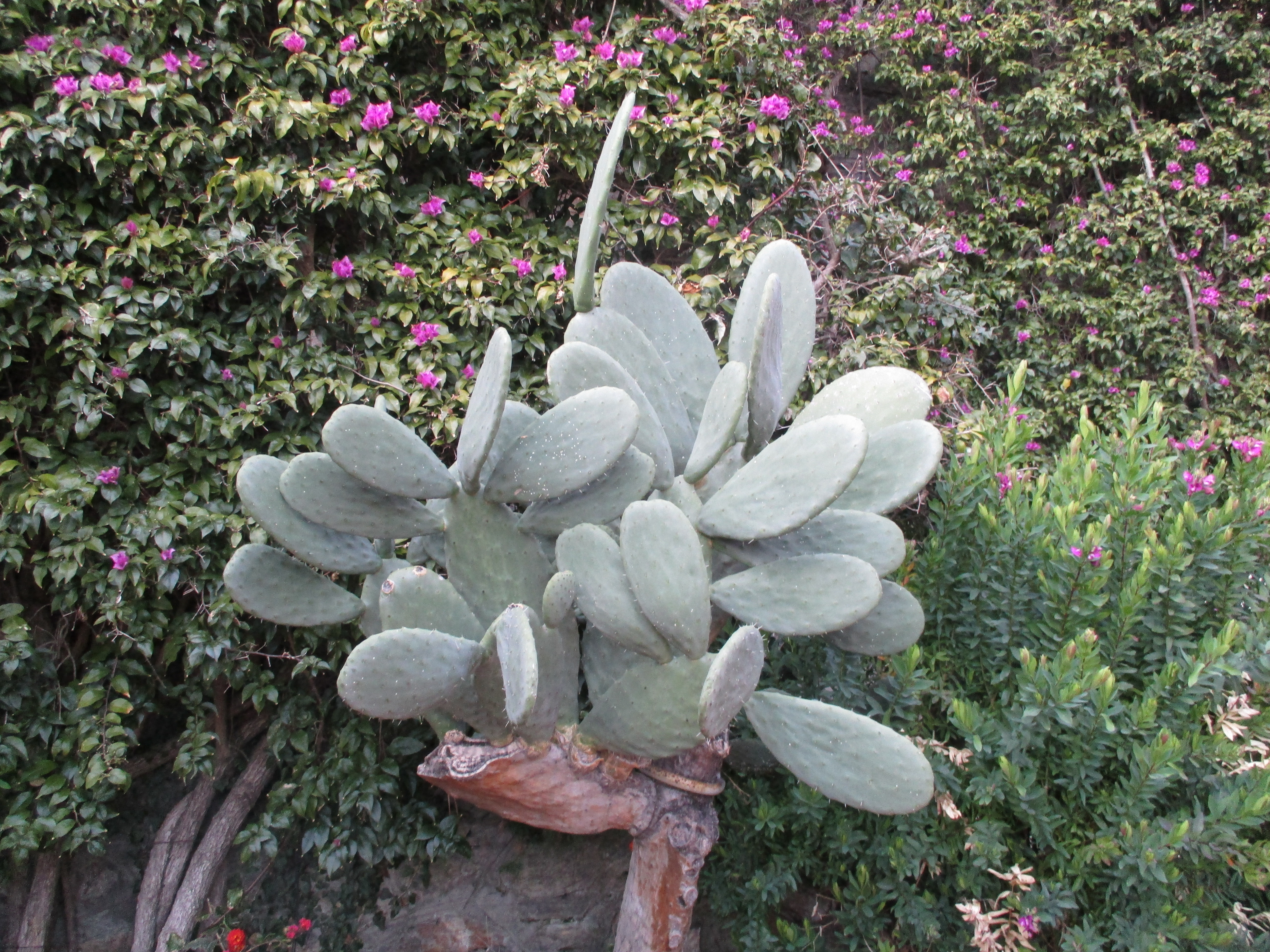 prickly_pear1.JPG