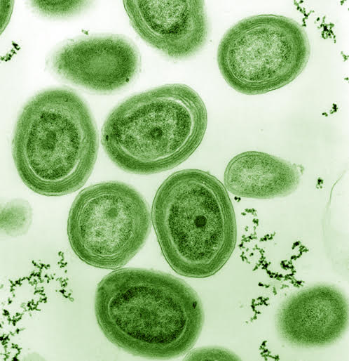 prochlorococcus.jpg