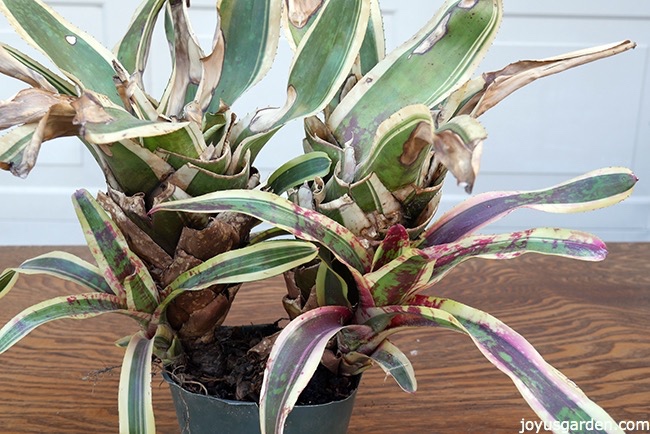 propagating bromeliad pups_new.jpg