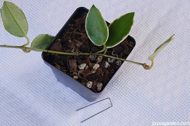 propagating-a-hoya-by-layering_new.jpg