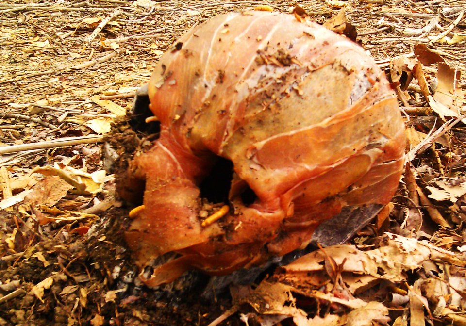 prosciutto skull from shoot.jpg