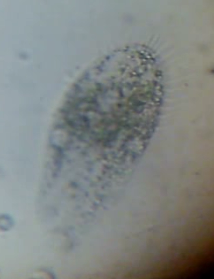 protist 2.png