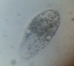 protist.png