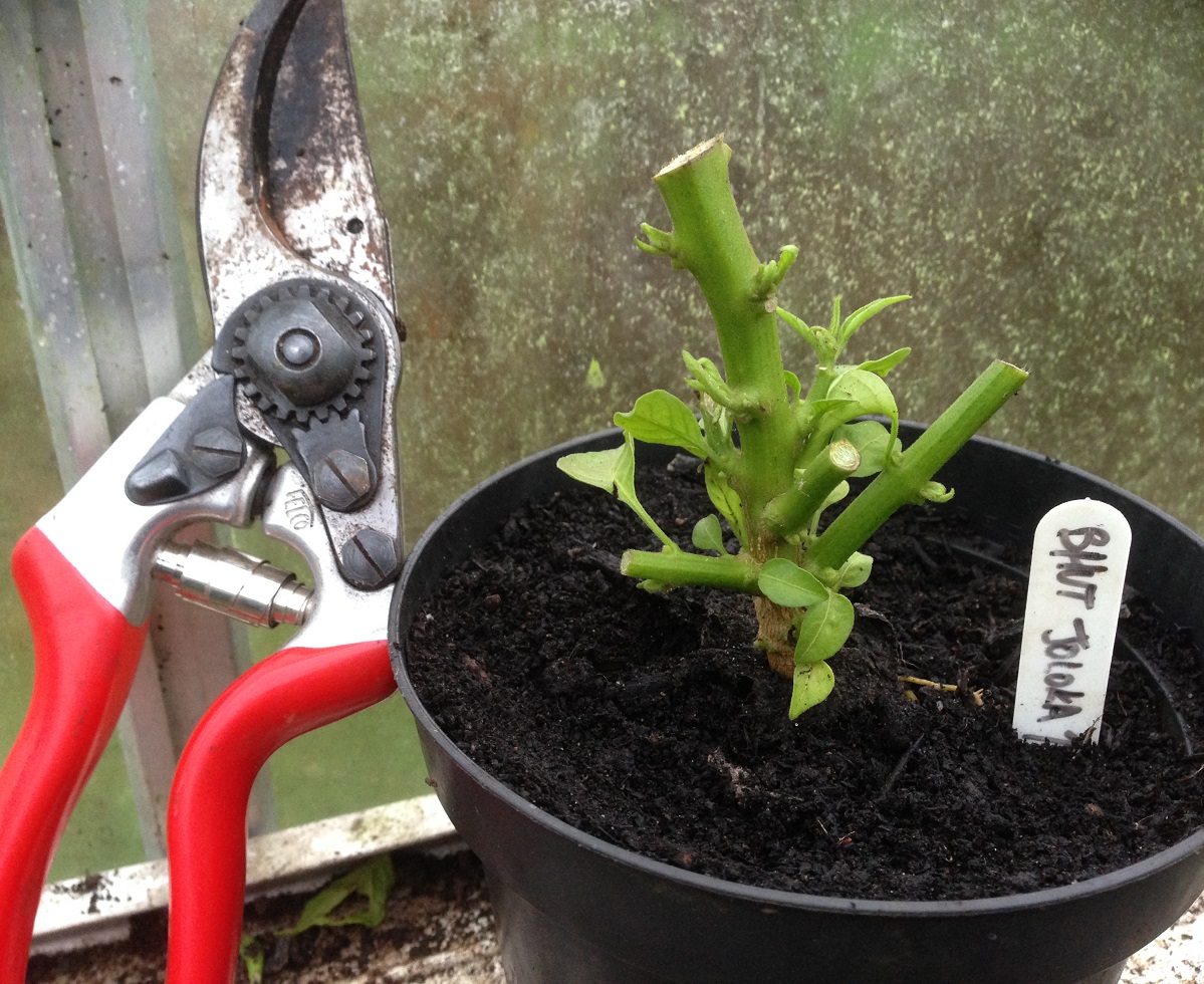 pruning hot chilli peppers 02.jpg