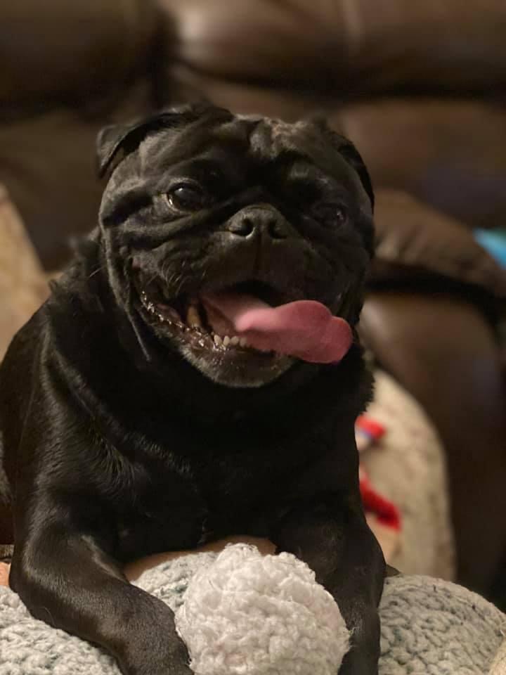 pug.jpg