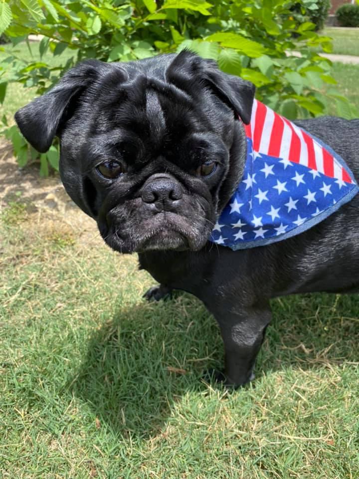 pug2.jpg