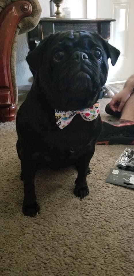 pug3.jpg