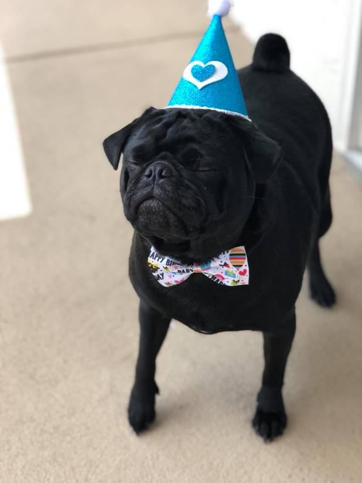 pug4.jpg