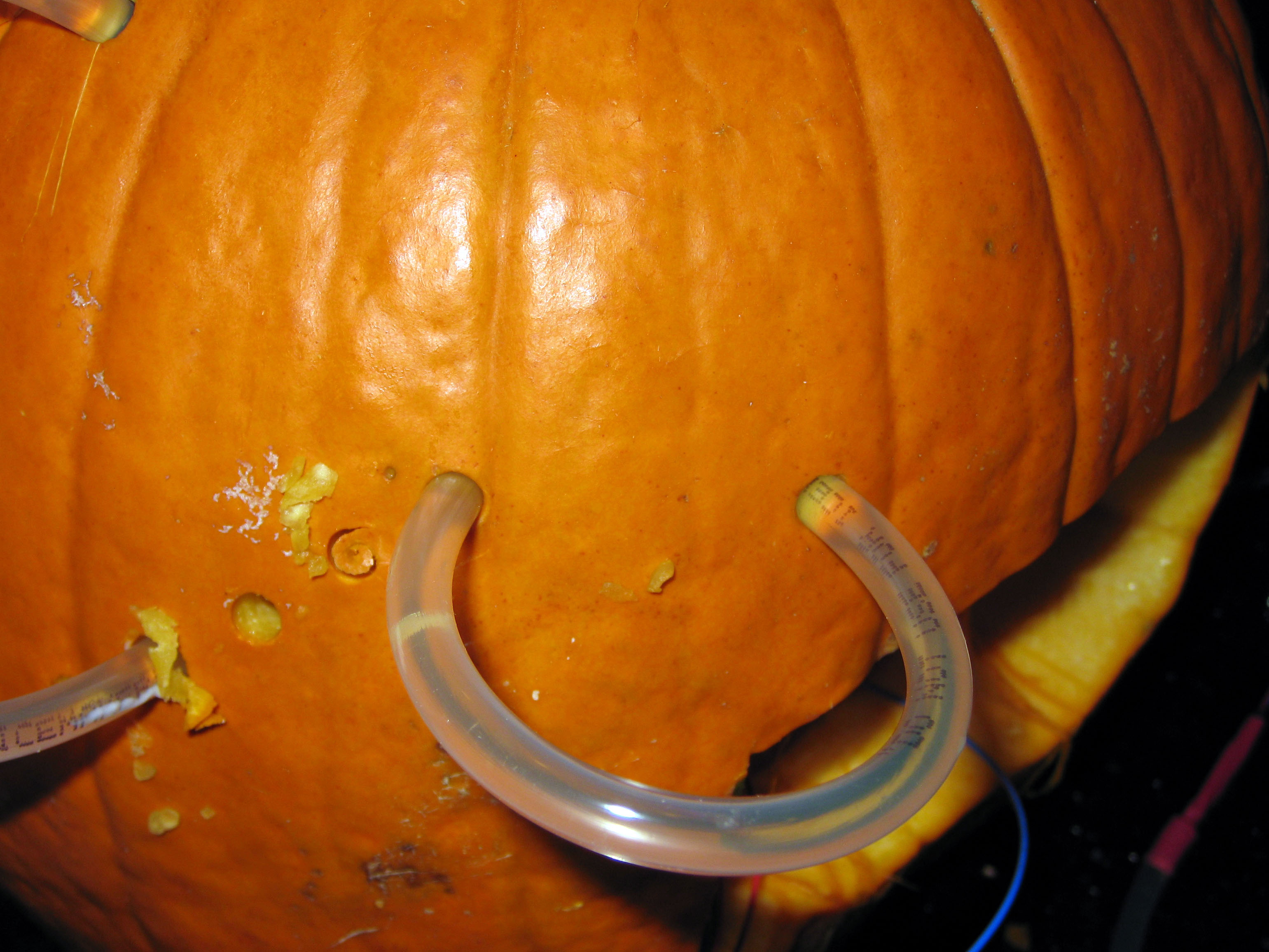 pumkin3.jpg