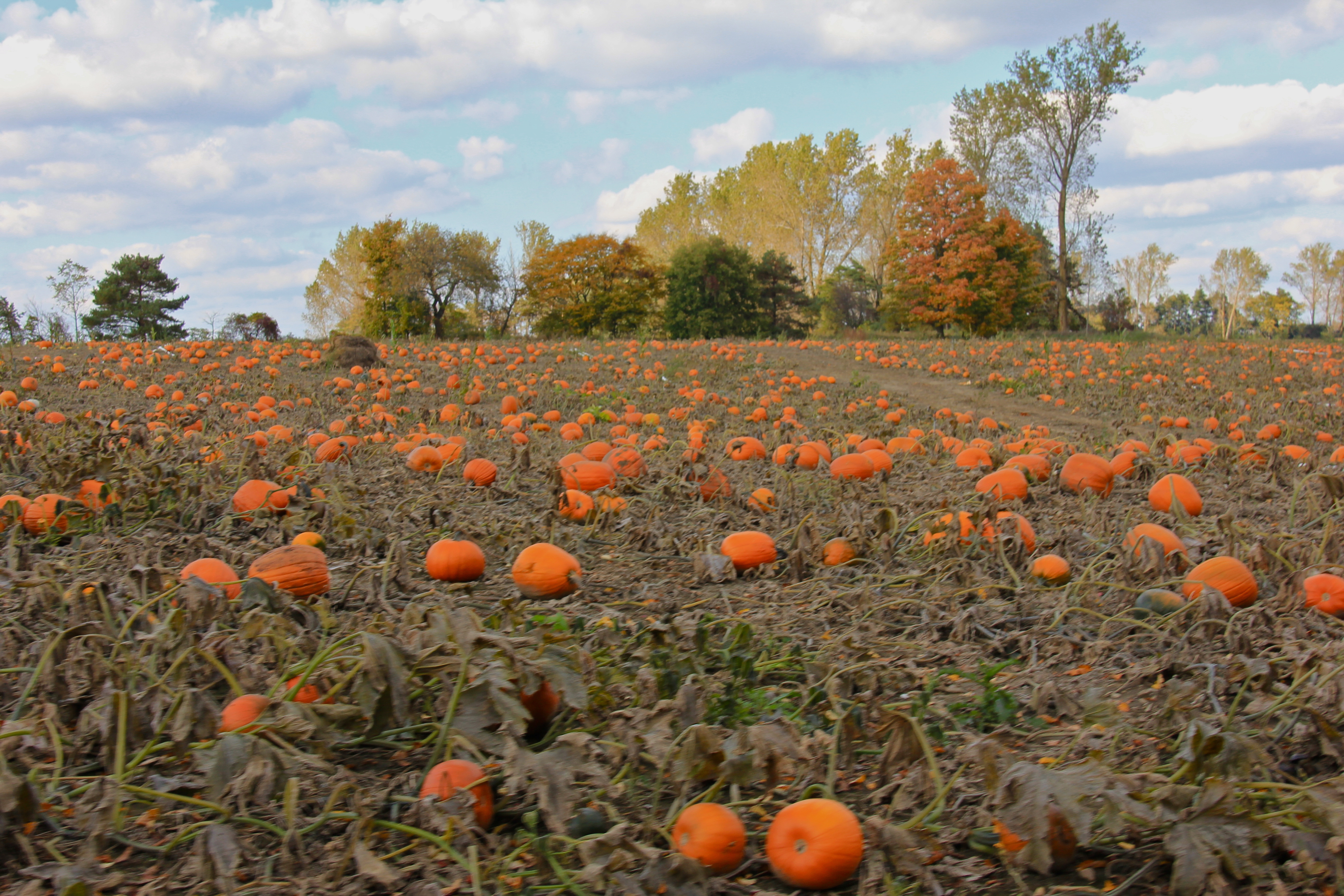 pumkinCarving - 1.jpg