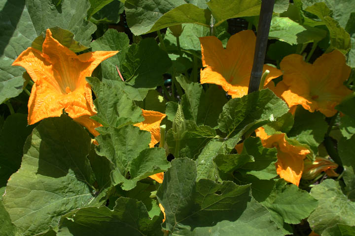 pumpkin flowers.jpg