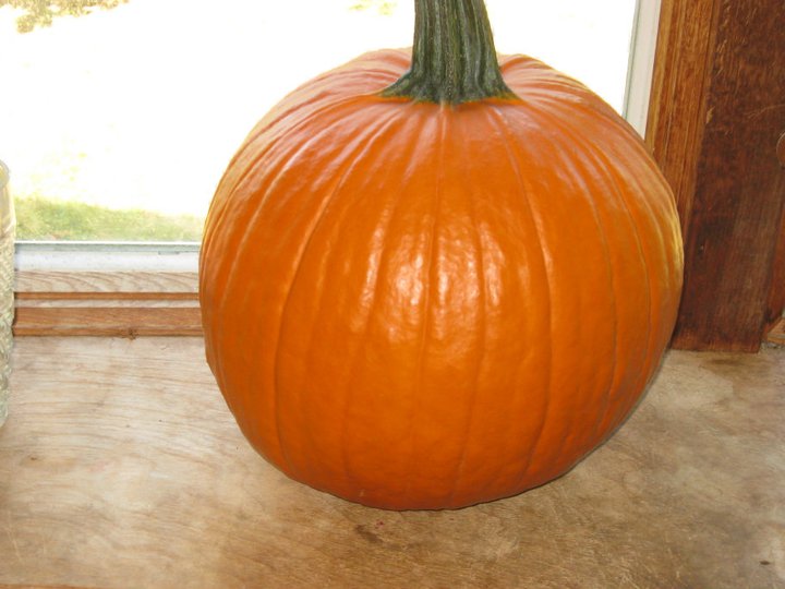 pumpkin.jpg