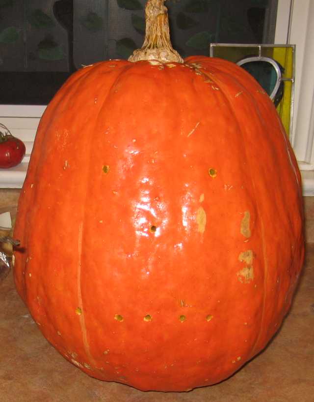 pumpkin1.jpg