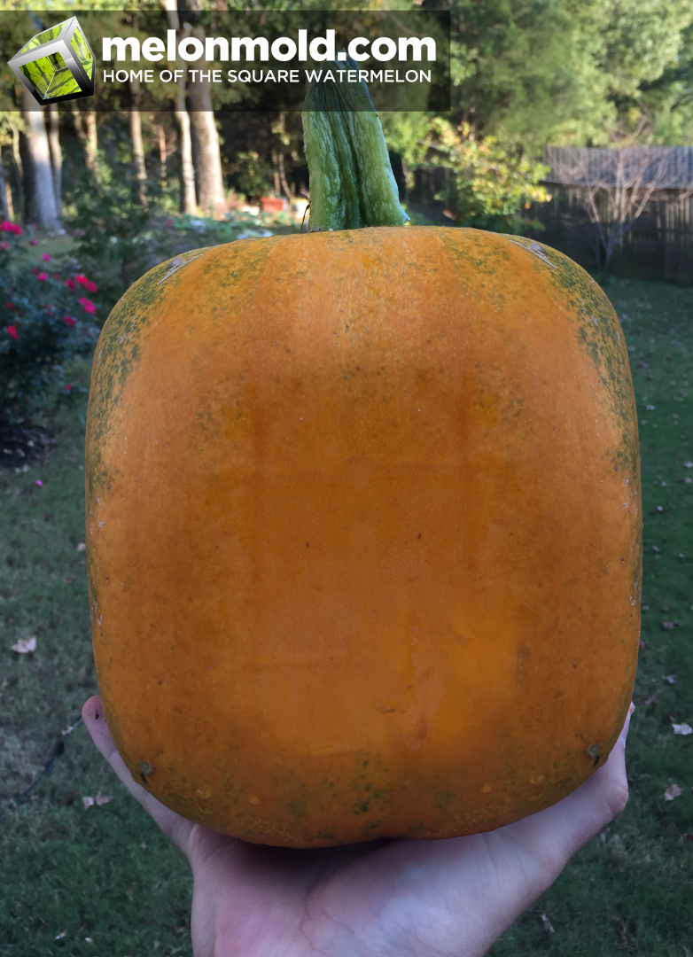 pumpkin1.png