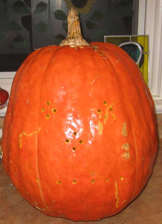 pumpkin2.jpg