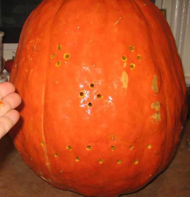 pumpkin3.jpg