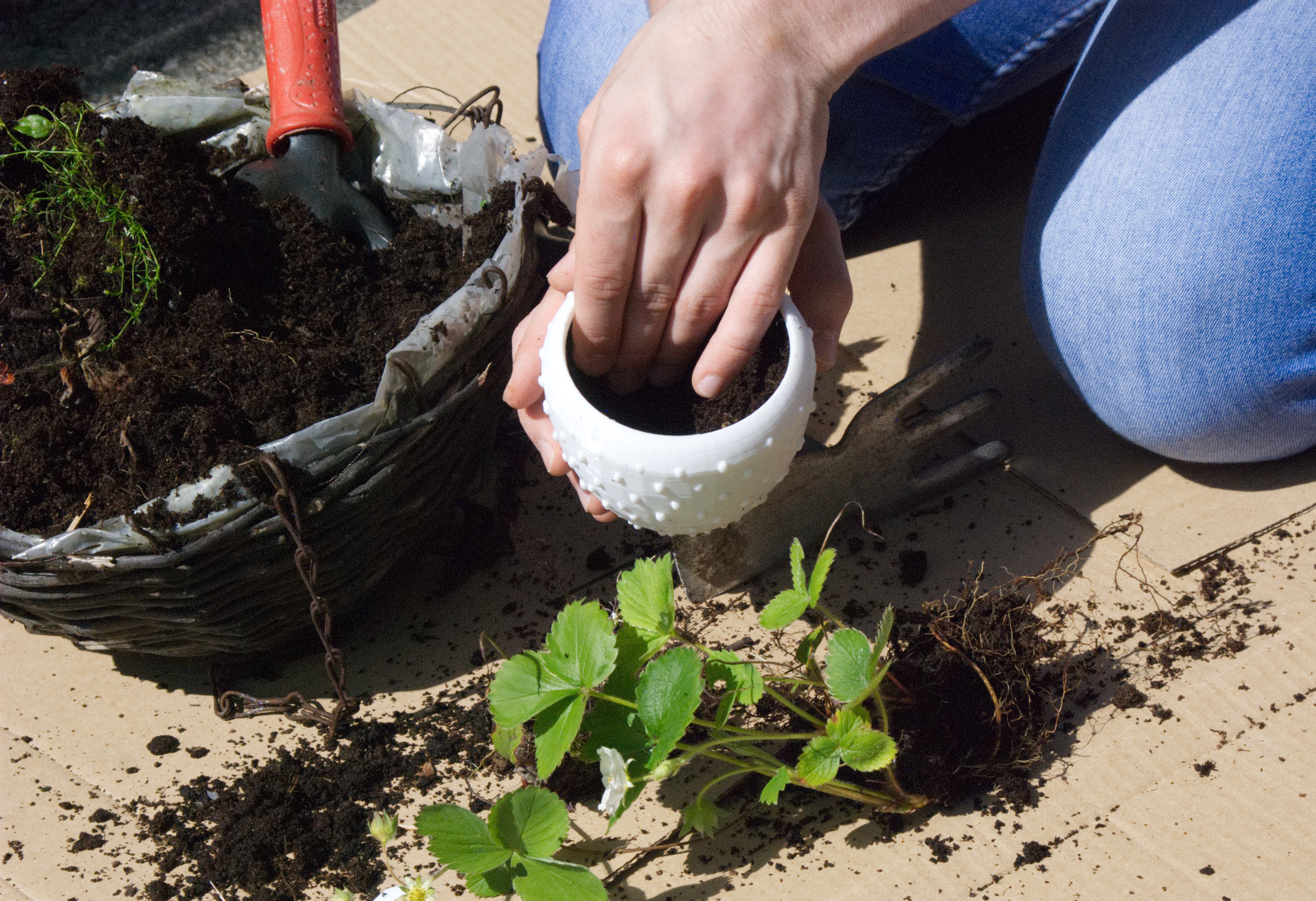 putting in first soil.jpg