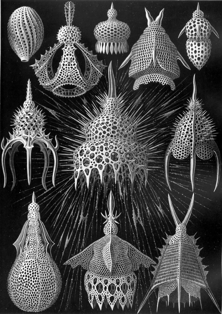 radiolaria2.jpg