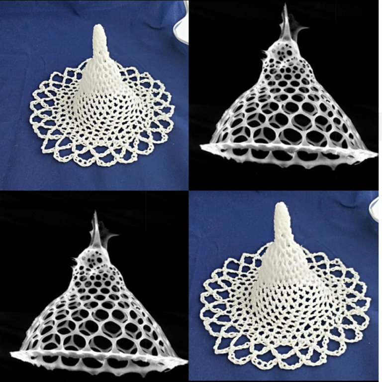 radiolaria3.png