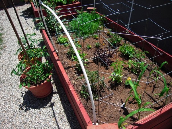 raised bed 2.jpg