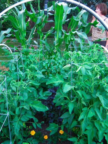 raised bed 3.jpg