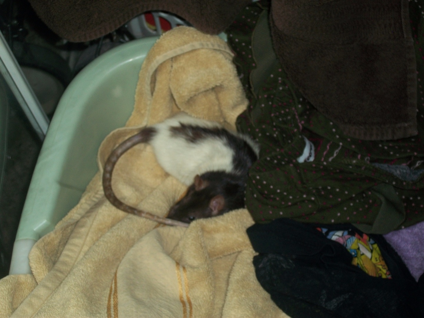 rats003 005.JPG