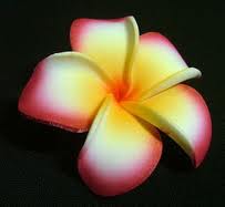 real plumeria 1.jpg