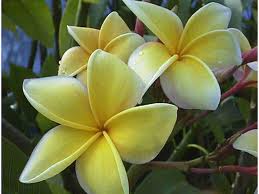 real plumeria 3.jpg