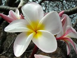 real plumeria 5.jpg