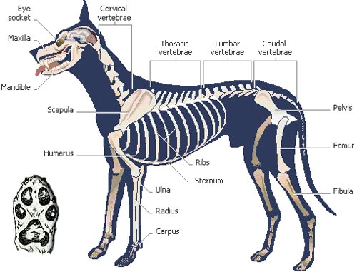 real-dog-skeleton-pictures.jpg