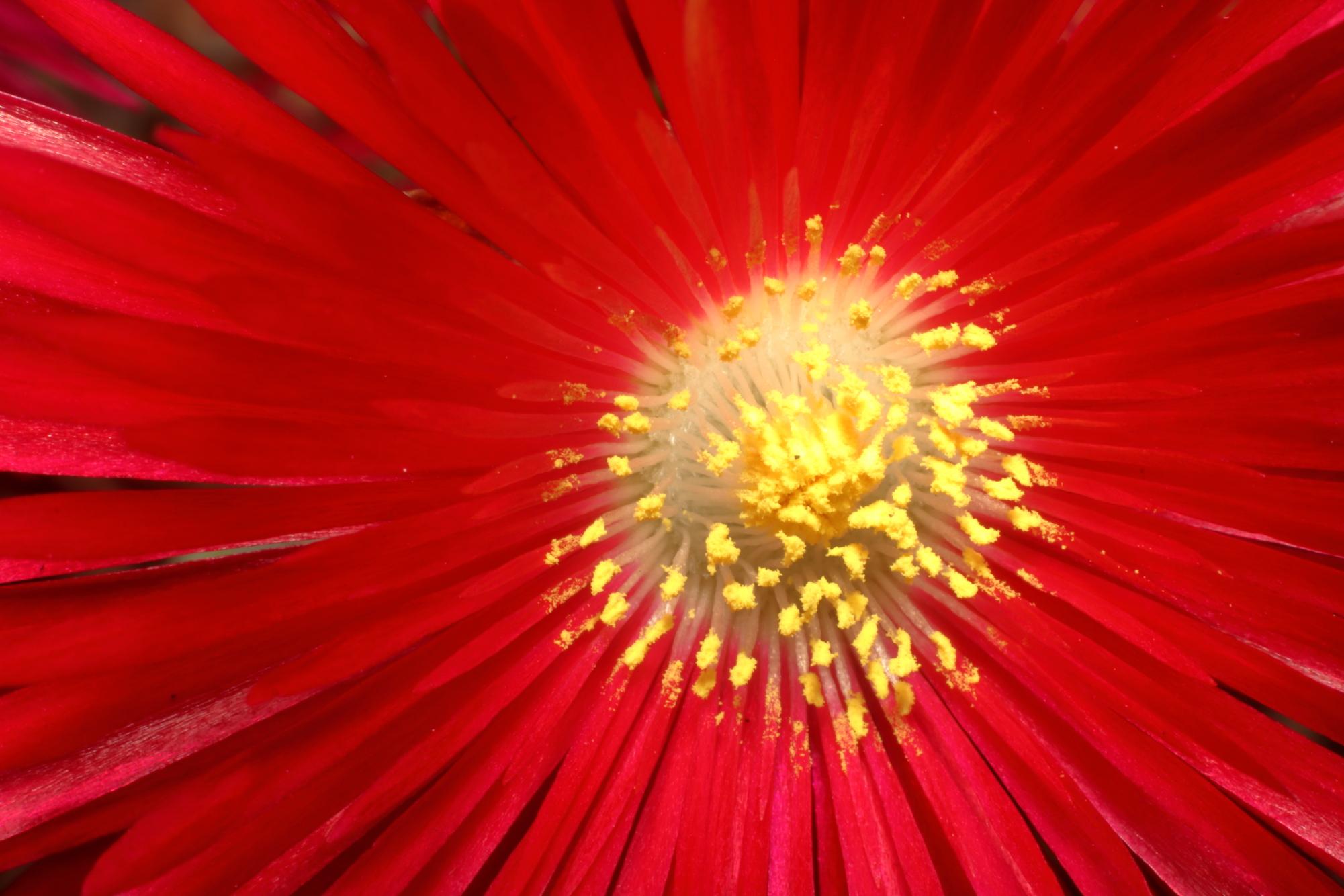 red and yellow flower.JPG